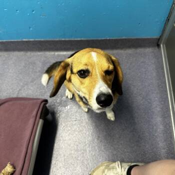 Dolly -  Mixed Breed Dog for Adoption in Edwardsville, Illinois - Dolly | PetCurious