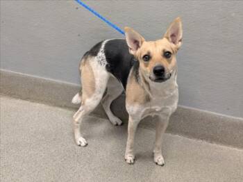 CHILI -  Australian Cattle Dog Blue Heeler and Mixed Breed Dog for Adoption in Las Vegas, Nevada - CHILI | PetCurious