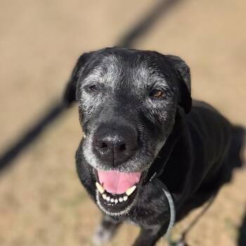 Serena -  Labrador Retriever Dog Available for Adoption in Douglasville, Georgia - Serena | PetCurious