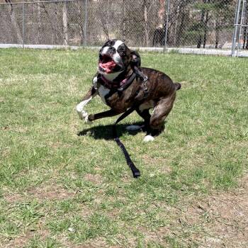 Boxer Dogs Available for Adoption in South Burlington, Vermont - Koozie | PetCurious