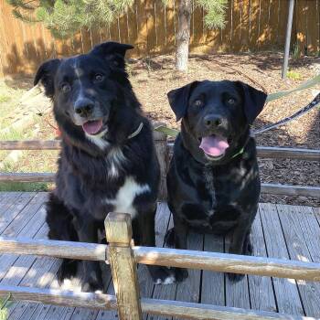 Apollo -  German Shepherd Dog Dog for Adoption in Cheyenne, Wyoming - Apollo | PetCurious