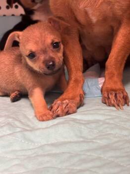 Polly -  Chihuahua Dog for Adoption in Morgantown, Kentucky - Polly | PetCurious