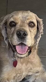 Peach -  Cocker Spaniel Dog for Adoption in Jamestown, California - Peach | PetCurious