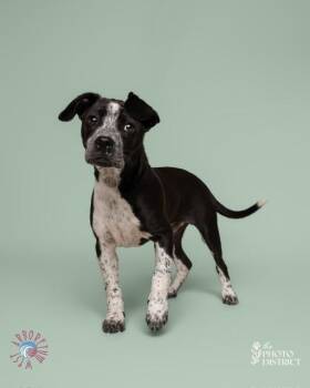 Gary -  American Staffordshire Terrier and Pointer Dog for Adoption in Manhasset, New York - Gary | PetCurious