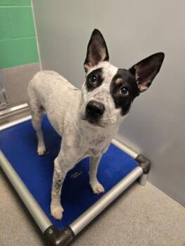 Daisy -  Australian Cattle Dog Blue Heeler Dog for Adoption in Wellington, Kansas - Daisy | PetCurious