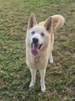 EGG NOG -  Siberian Husky Dog for Adoption in Riverside, California - EGG NOG | PetCurious