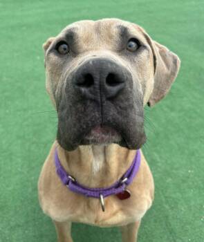 Scooby Doo -  Cane Corso Dog for Adoption in Warren, Michigan - Scooby Doo | PetCurious
