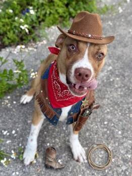 Mixed Breed Dogs Available for Adoption in New Orleans, Louisiana - Desperado | PetCurious