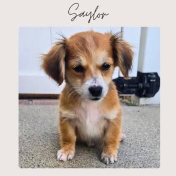Miniature Dachshund and Mixed Breed Dogs Available for Adoption in San Juan Capistrano, California - SAYLOR | PetCurious