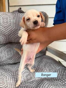 Ranger (Roxie