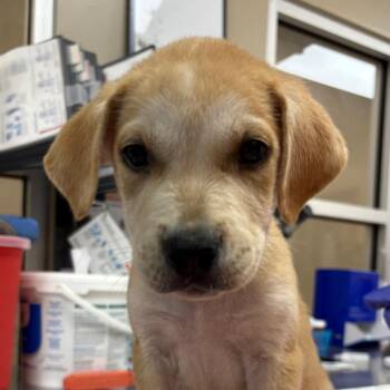 Billy Ray -  Labrador Retriever and Mixed Breed Dog for Adoption in Pawling, New York - Billy Ray | PetCurious