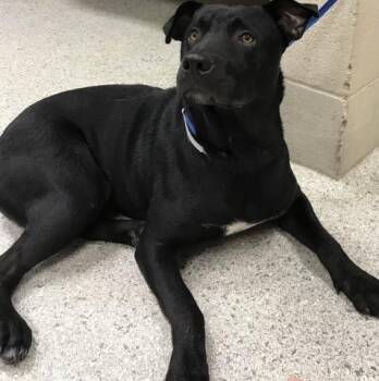 Rescue Labrador Retriever and Mixed Breed Dogs for Adoption in Conroe, Texas - SAMUEL | PetCurious