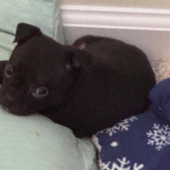 Scarlett -  Mixed Breed Dog for Adoption in Fredericksburg, Virginia - Scarlett | PetCurious