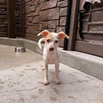 Pebbles 3977 -  Chihuahua and Mixed Breed Dog for Adoption in Loxahatchee Groves, Florida - Pebbles 3977 | PetCurious