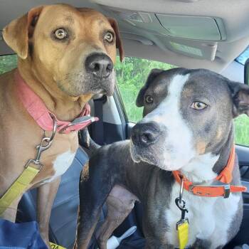 Blue -  Pit Bull Terrier and Mixed Breed Dog for Adoption in Indianapolis, Indiana - Blue | PetCurious
