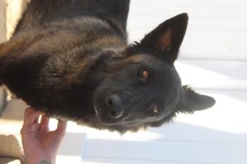 Rescue Belgian Shepherd Malinois Dogs for Adoption in Yucca Valley, California - Tiger Lily | PetCurious