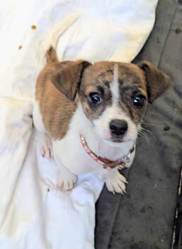 Chihuahua Dogs Available for Adoption - Flame | PetCurious