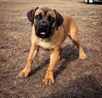 Boerboel Dogs Available for Adoption - Mr Cruncher | PetCurious