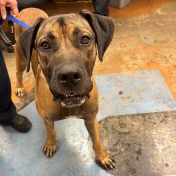 Ranger -  Great Dane Dog for Adoption in Memphis, Tennessee - Ranger | PetCurious