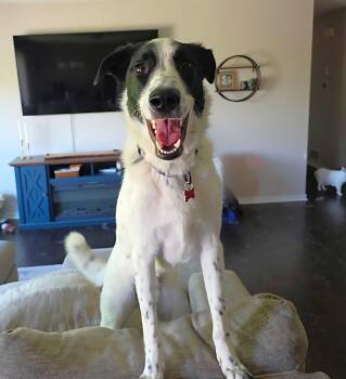 Rescue Border Collie Dogs for Adoption in Minnetrista, Minnesota - Paul | PetCurious