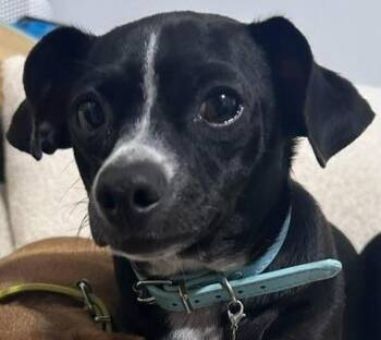 Mr. Mittens -  Chihuahua and Dachshund Dog for Adoption in Liverpool, Texas - Mr. Mittens | PetCurious