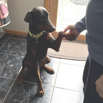 Doberman Pinscher Dogs Available for Adoption - Jaco D68281 | PetCurious