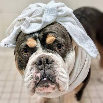 American Bulldog Dogs Available for Adoption in Oakland, California - Petunia | PetCurious