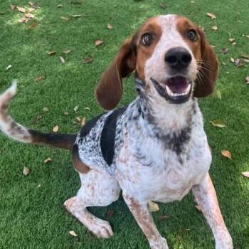 Gator -  English Coonhound Dog for Adoption in Palm Harbor, Florida - Gator | PetCurious