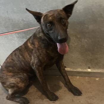 Shepherd Dogs Available for Adoption in Edinburg, Texas - Bruce | PetCurious