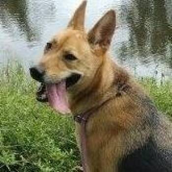 Rescue Shepherd and Carolina Dog Dogs for Adoption in Houston, Texas - Melody | PetCurious
