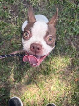 Kimmy -  Boston Terrier Dog for Adoption in Elmwood, Louisiana - Kimmy | PetCurious
