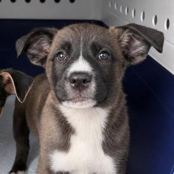 Tot -  Mixed Breed and Shepherd Dog for Adoption in Northville, Michigan - Tot | PetCurious