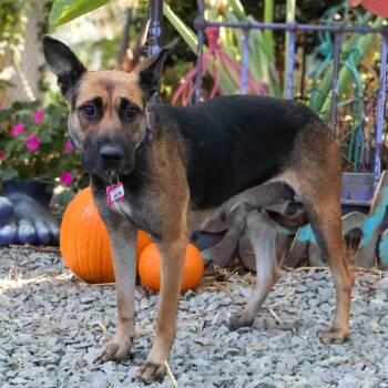 Celine -  German Shepherd Dog Dog for Adoption in Wake Forest, North Carolina - Celine | PetCurious