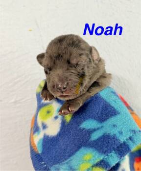 Rescue Catahoula Leopard Dog Dogs for Adoption in Silsbee, Texas - Noah | PetCurious