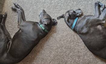Lucy - BONDED PAIR -  Great Dane Dog for Adoption in Larkspur, Colorado - Lucy - BONDED PAIR | PetCurious