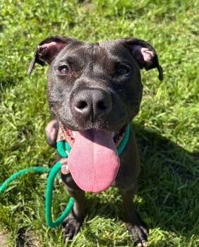 Plumeria -  Pit Bull Terrier Dog for Adoption in Chicago, Illinois - Plumeria | PetCurious