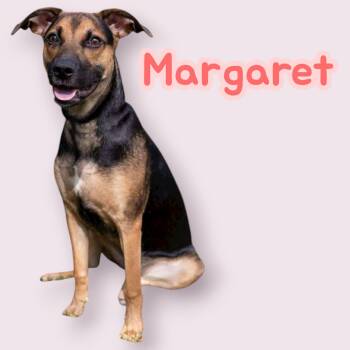 Rescue German Shepherd Dog Dogs for Adoption in Chuckey, Tennessee - Margaret - NJ | PetCurious