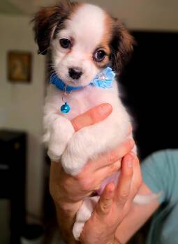 Diamond -  Shih Tzu Dog for Adoption in Penryn, California - Diamond | PetCurious