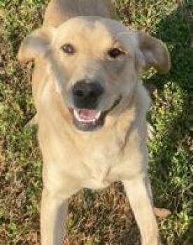 Rescue Labrador Retriever Dogs for Adoption in Glasgow, Kentucky - Buck | PetCurious