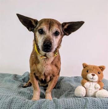 A1922134 -  Chihuahua and Mixed Breed Dog for Adoption in Thousand Palms, California - A1922134 | PetCurious