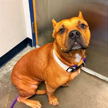 Dutchess 2 -  Pit Bull Terrier and Cane Corso Dog for Adoption - Dutchess 2 | PetCurious