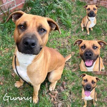 Rescue Pit Bull Terrier and American Staffordshire Terrier Dogs for Adoption in Fairhope, Alabama - Gunny | PetCurious
