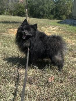 Tommy -  Pomeranian Dog for Adoption in Yellville, Arkansas - Tommy | PetCurious