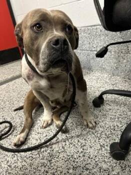 Mixed Breed Dogs Available for Adoption in West Chester, Pennsylvania - Grumbilina | PetCurious