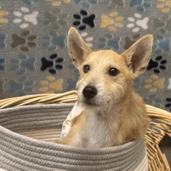 Fox Terrier Dogs Available for Adoption in Houston, Texas - Denis | PetCurious