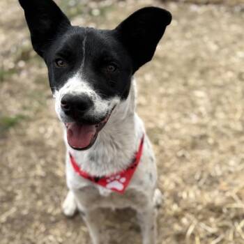 GREYSON -  Border Collie Dog for Adoption in San Antonio, Texas - GREYSON | PetCurious