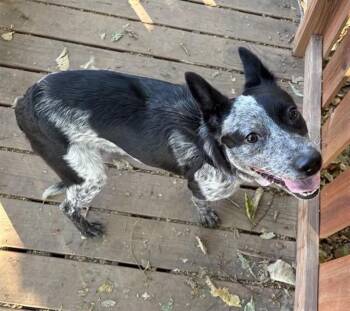 Australian Cattle Dog Blue Heeler Dogs Available for Adoption in Brentwood, Missouri - MARGO | PetCurious