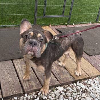 Memphis -  French Bulldog Dog for Adoption in Tampa, Florida - Memphis | PetCurious