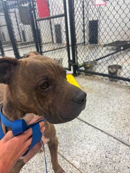 Dexter -  Pit Bull Terrier and Shar Pei Dog for Adoption in Republic, Missouri - Dexter | PetCurious