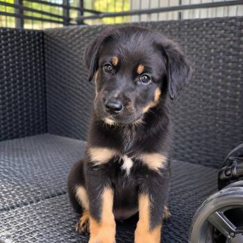 Lottie - Sweet Cuddle Bug, Loves Puppy Kisses, Affectionate & Gr -  Beagle and Labrador Retriever Dog for Adoption in Houston, Texas - Lottie - Sweet Cuddle Bug, Loves Puppy Kisses, Affectionate & Gr | PetCurious
